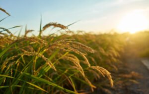 A large green rice field with green rice plants in rows in Valencia sunset